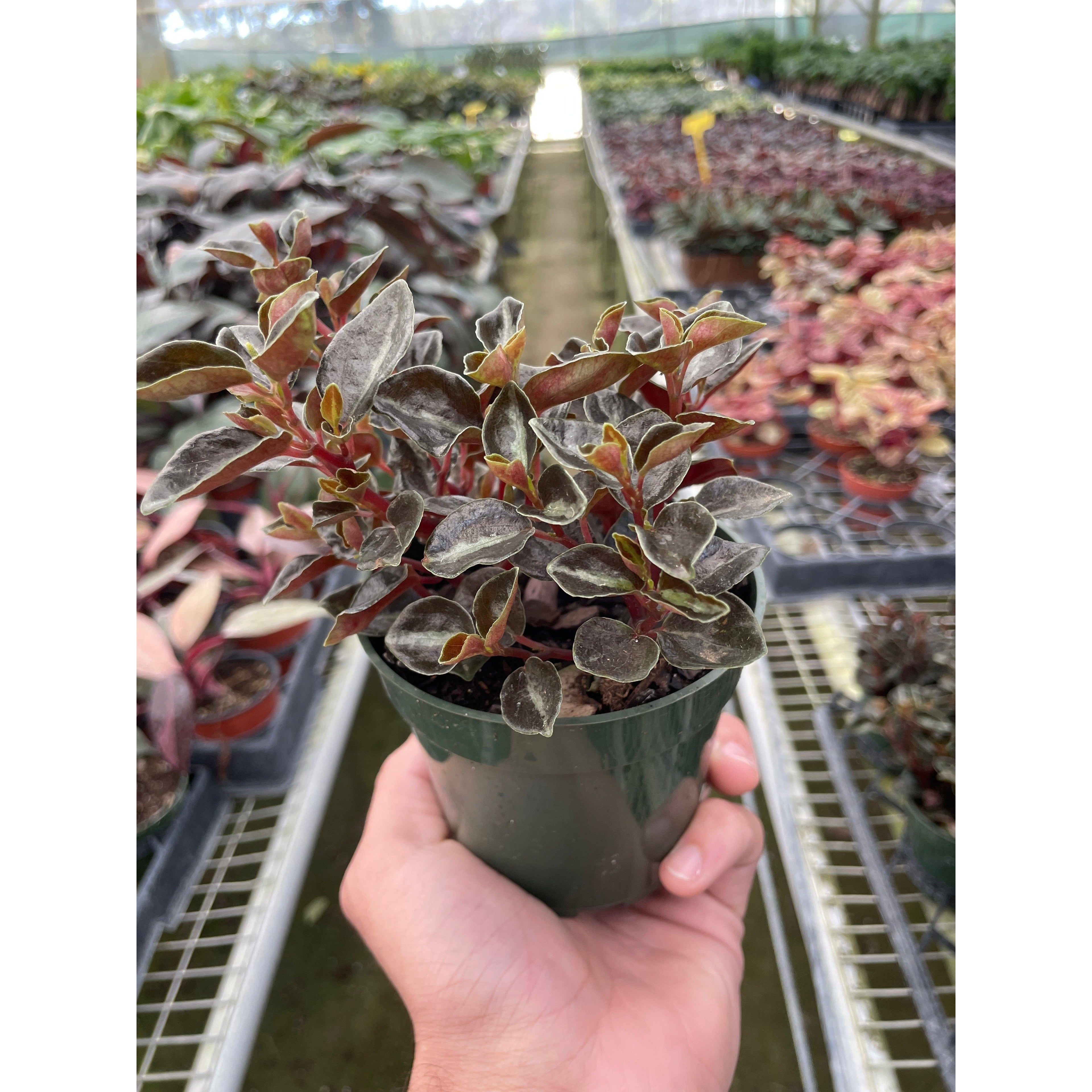 Peperomia 'Metallica'