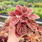 Peperomia 'Quito'