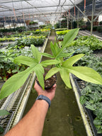 Philodendron 'Florida Ghost'