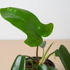 Philodendron 'Florida Green'
