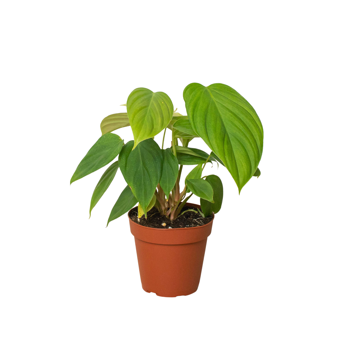 Philodendron Fuzzy Petiole - Philodendron Nangaritense