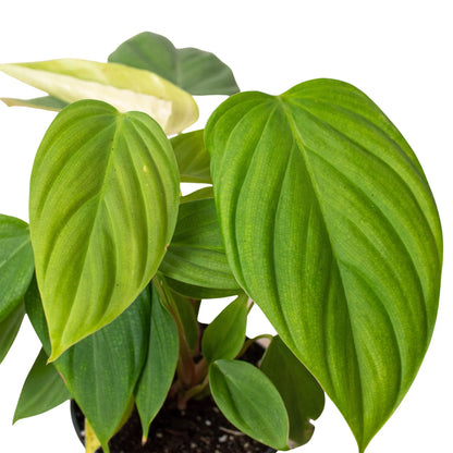 Philodendron Fuzzy Petiole - Philodendron Nangaritense
