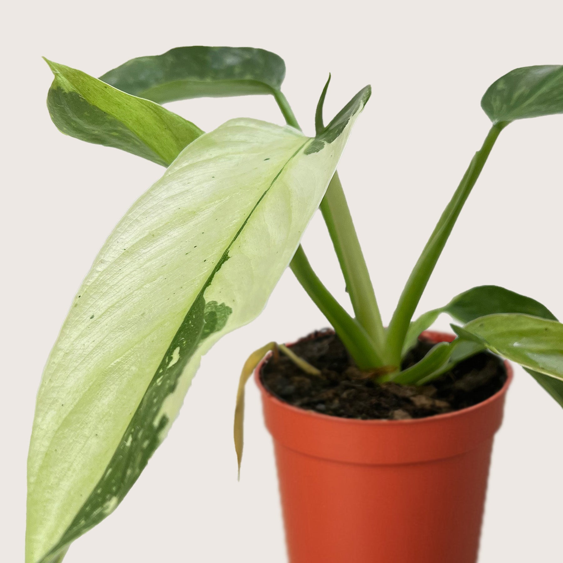 Philodendron Jose Bueno