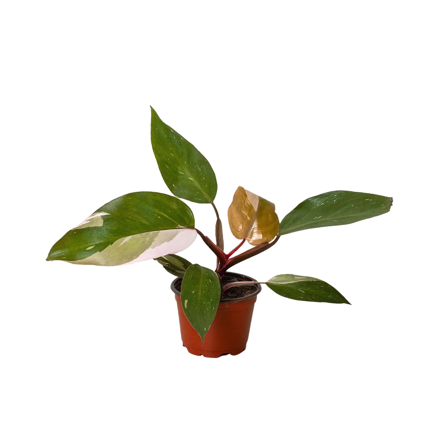 Pink Princess - Philodendron Erubescens