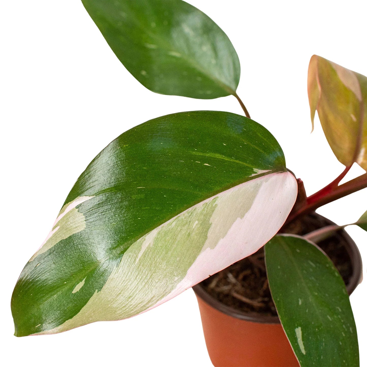 Pink Princess - Philodendron Erubescens