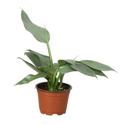 Silver Sword Philodendron - Philodendron Hastatum