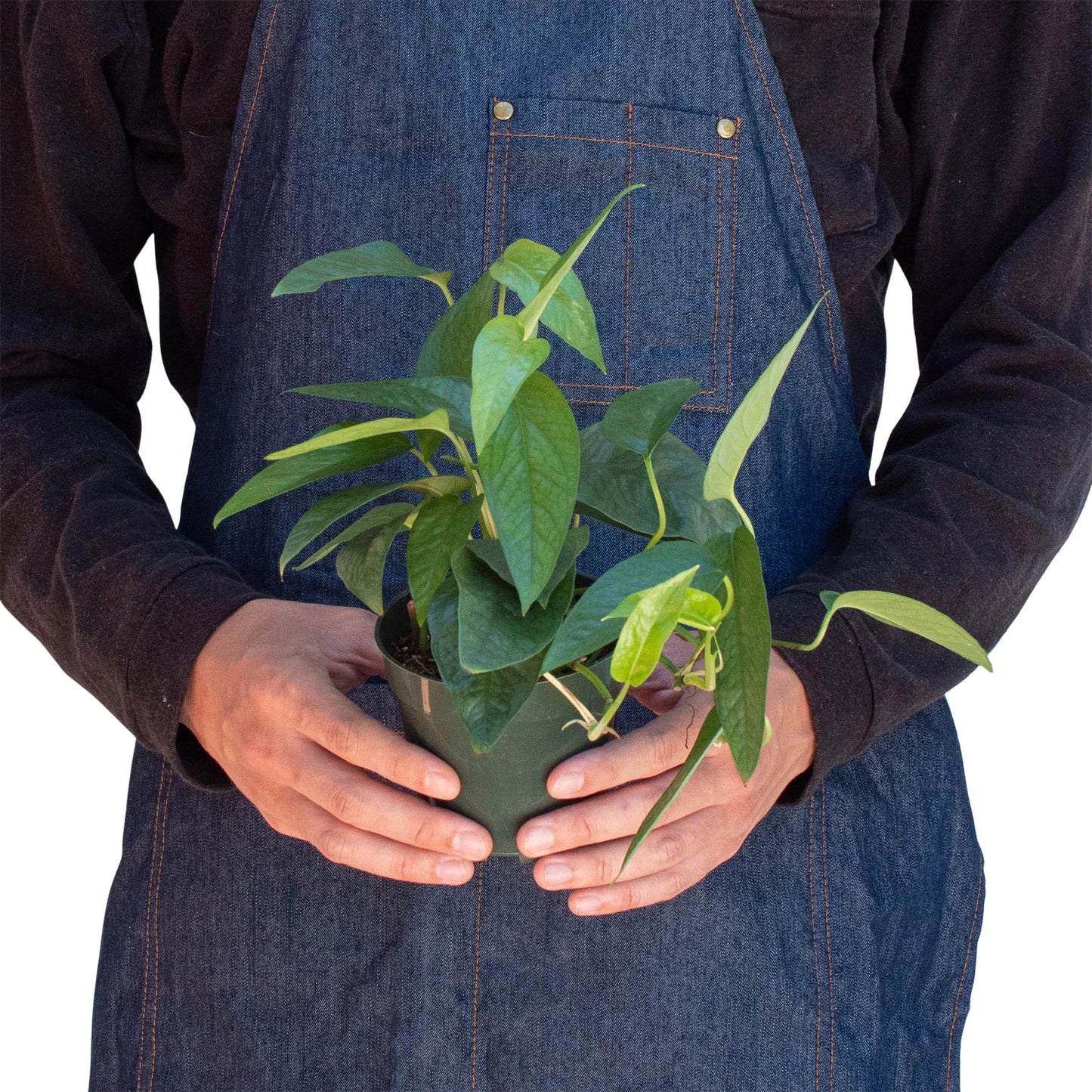 Cebu Blue Pothos - Epipremnum Pinnatum