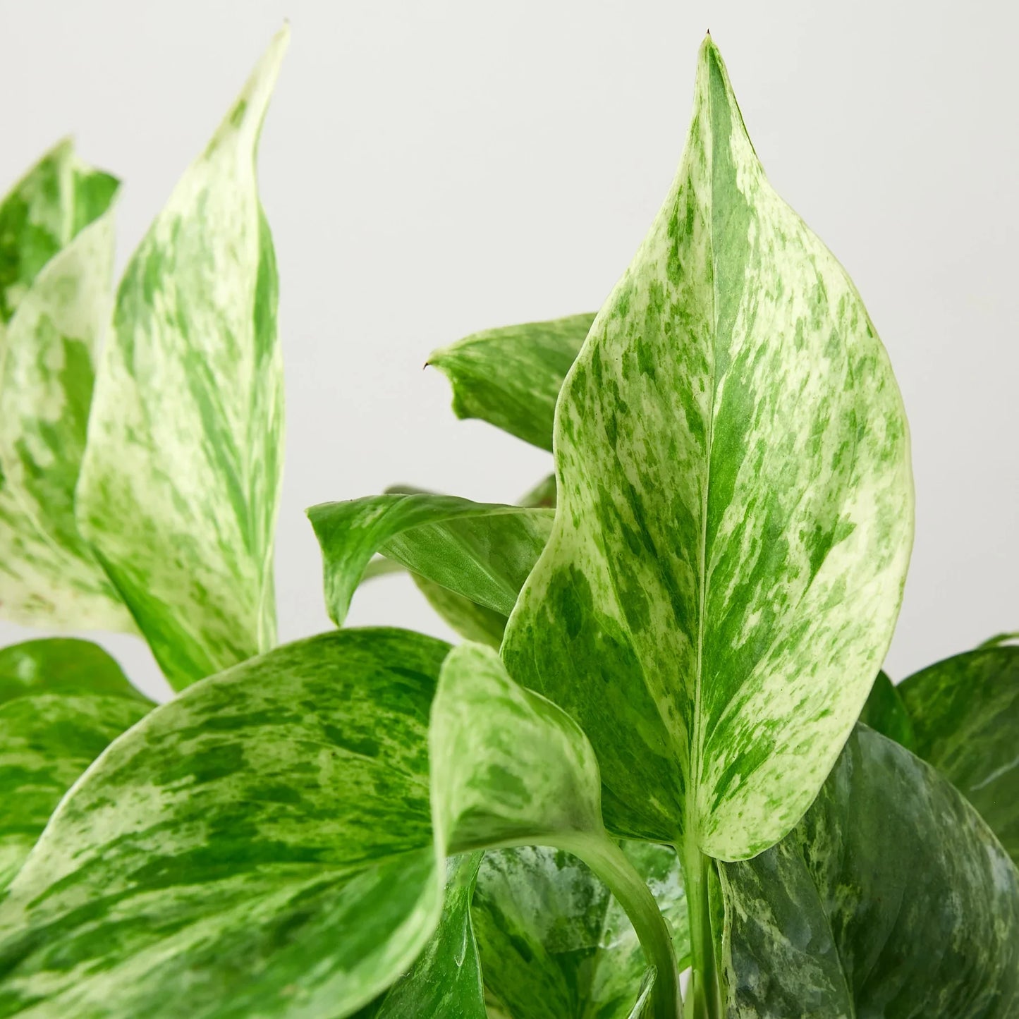 Marble Queen Pothos - Epipremnum Aureum Marble Queen