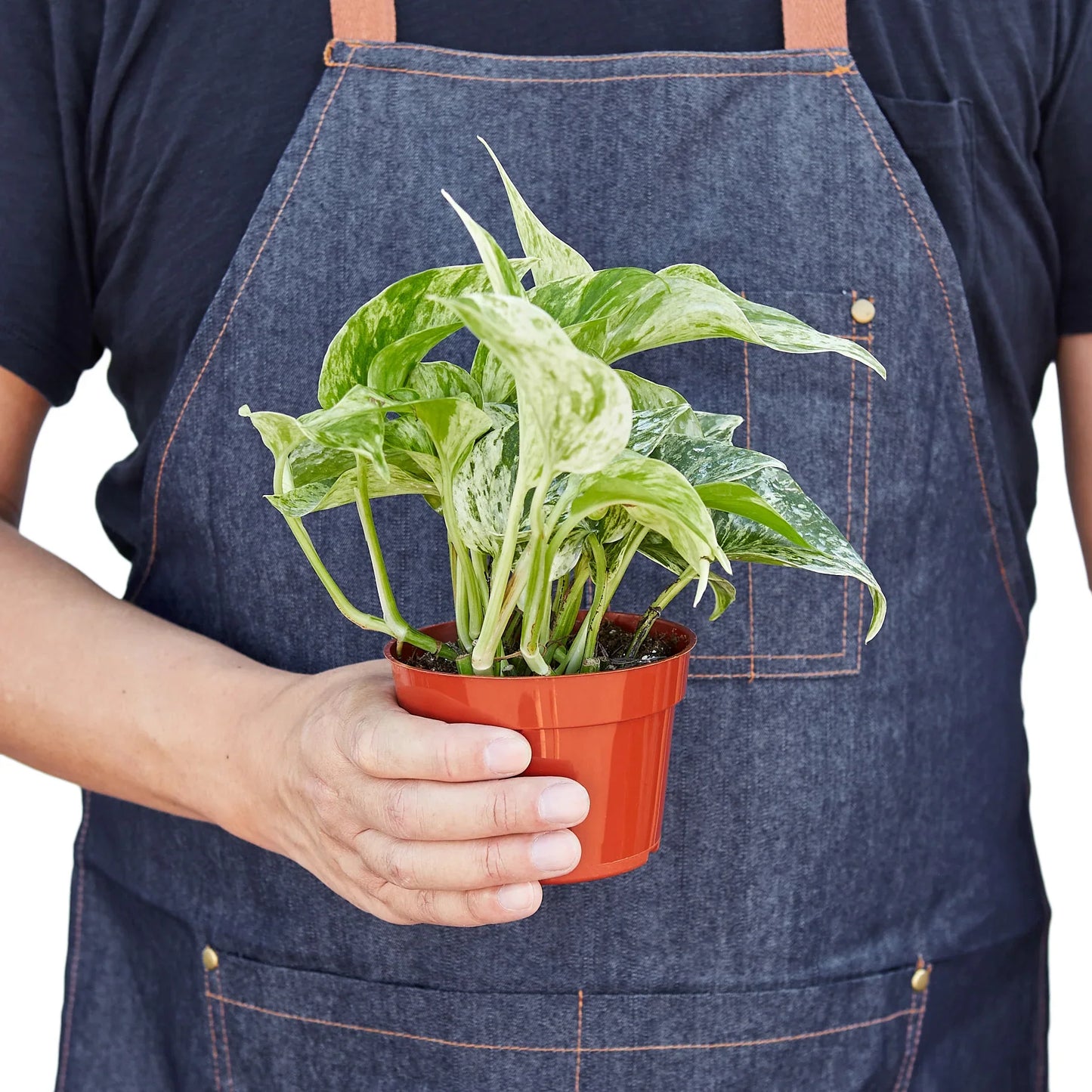 Marble Queen Pothos - Epipremnum Aureum Marble Queen