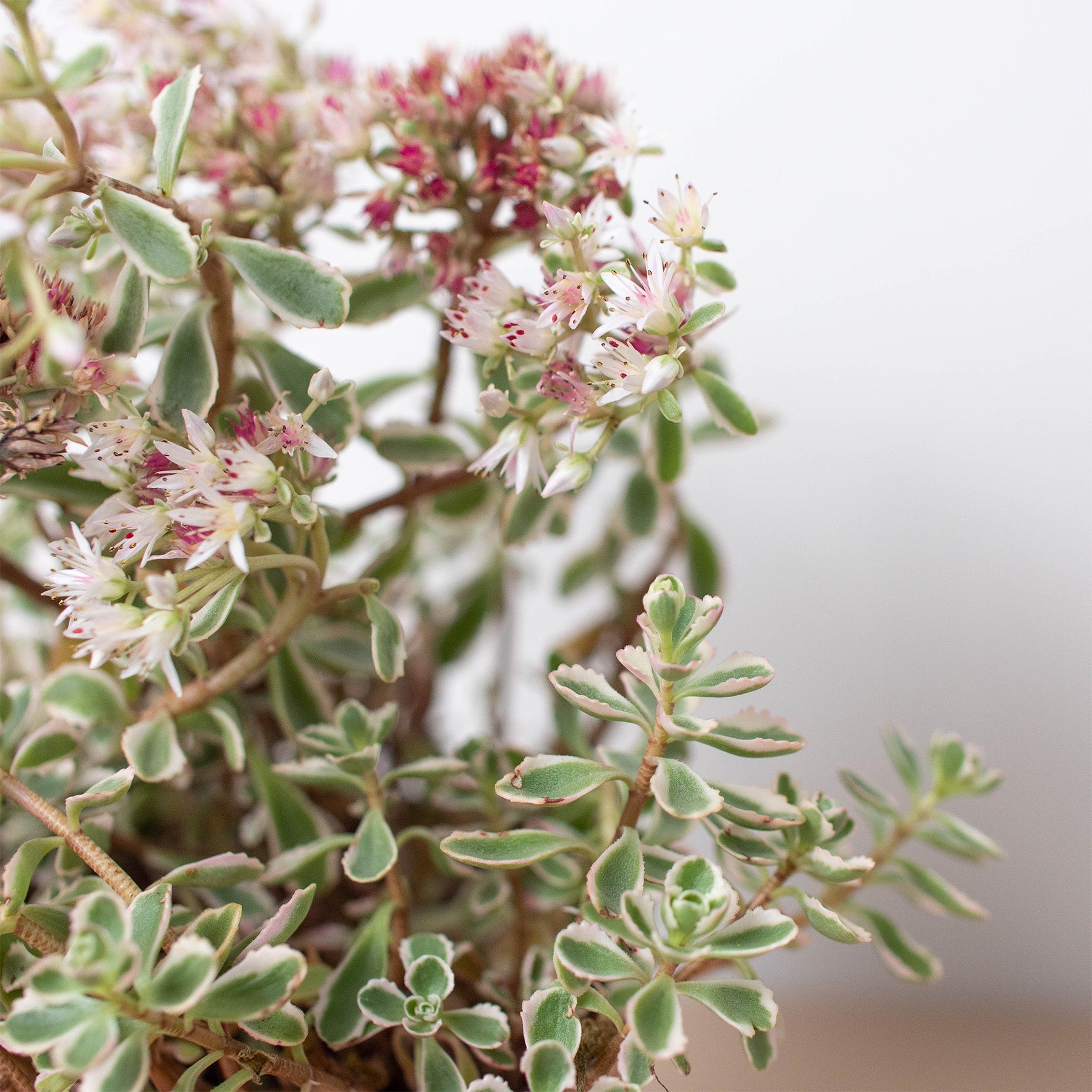 Sedum Tricolor