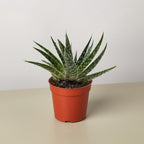 Succulent Gasteria Zimflora