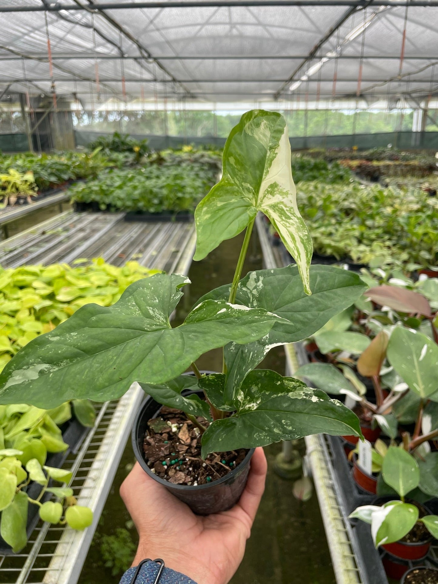 Syngonium Albo Variegata