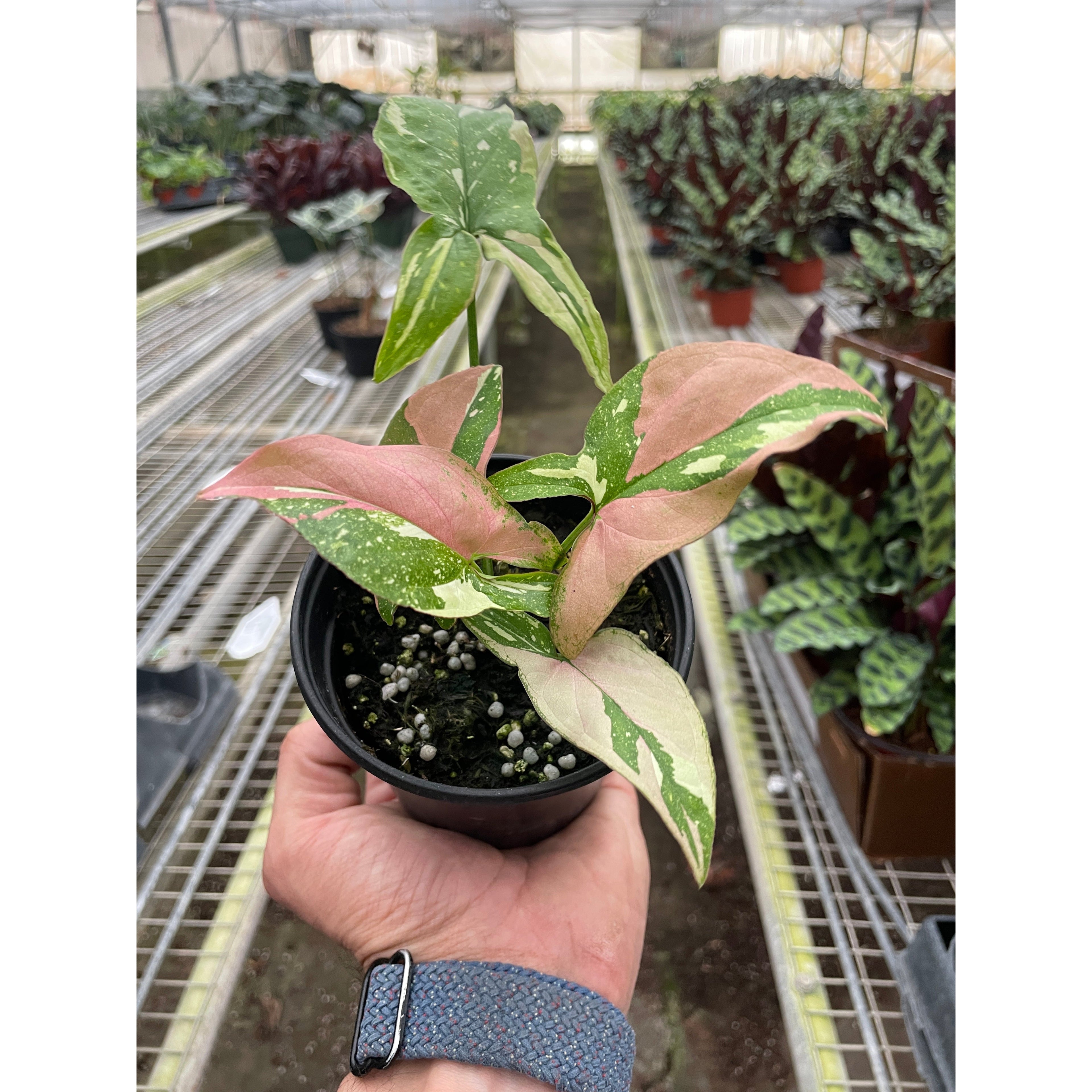 Syngonium 'Tricolor'