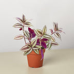 Tradescantia Zebrina 'Wandering Dude'