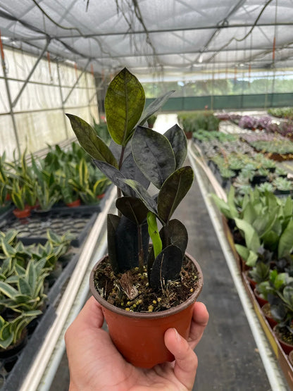 Raven ZZ Plant - Zamioculcas Black Queen