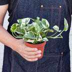 Pothos 'N'joy'