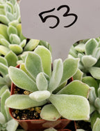 #53 Echeveria Pulvinata "Frosty"