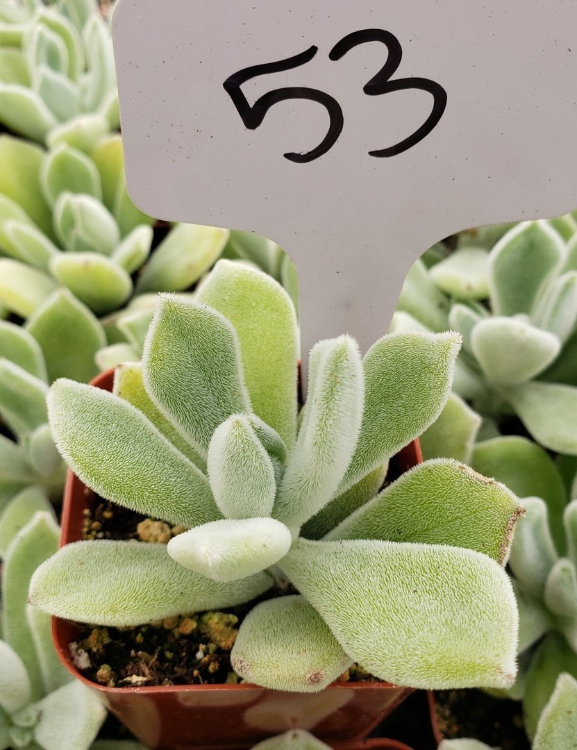 #53 Echeveria Pulvinata "Frosty"