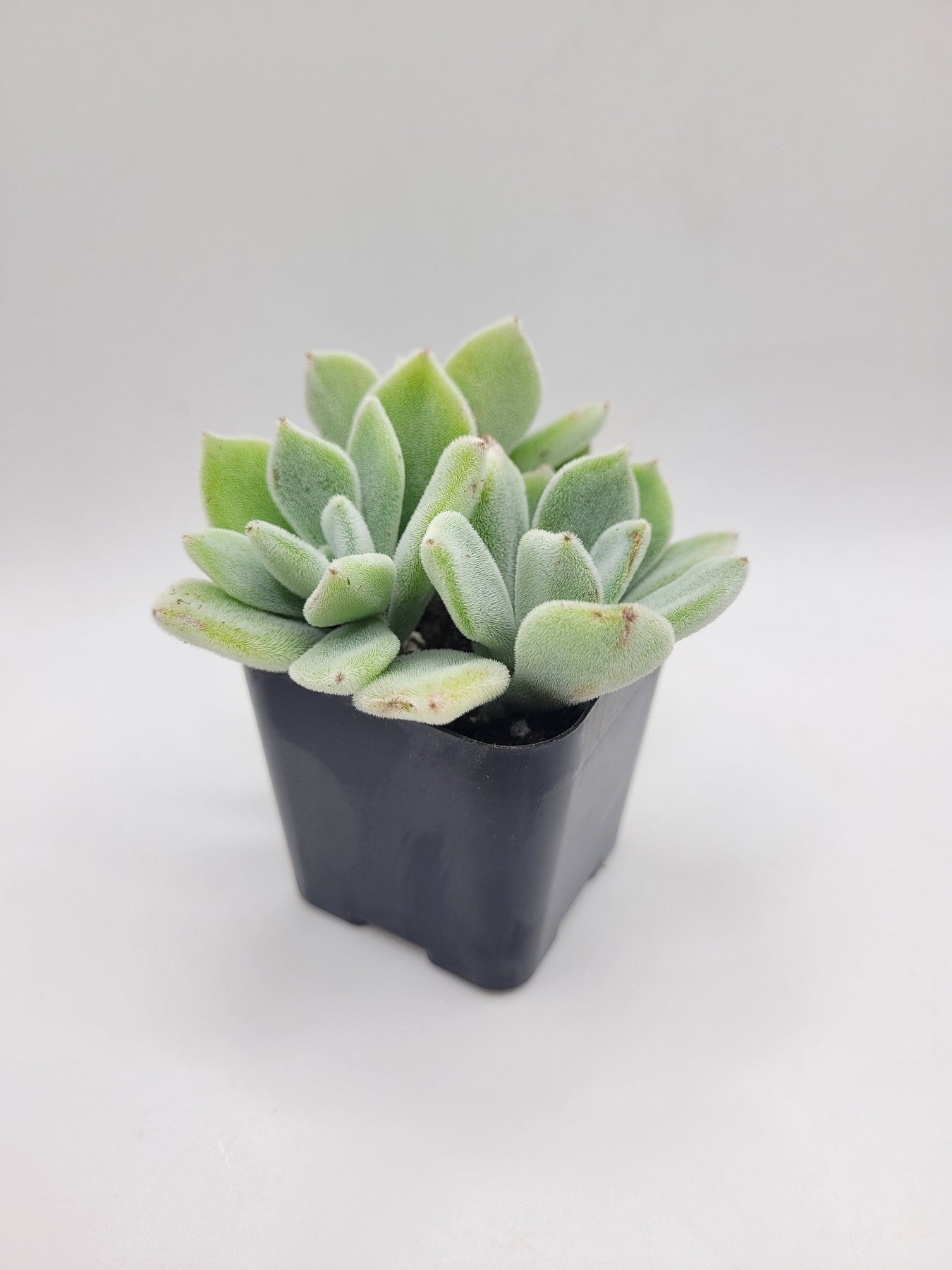 #53 Echeveria Pulvinata "Frosty"