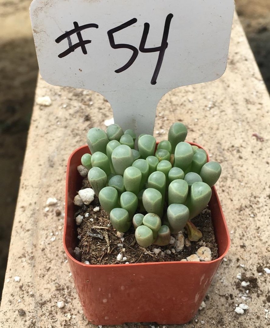 #54 Fenestraria Rhopalophylla "Baby Toes"