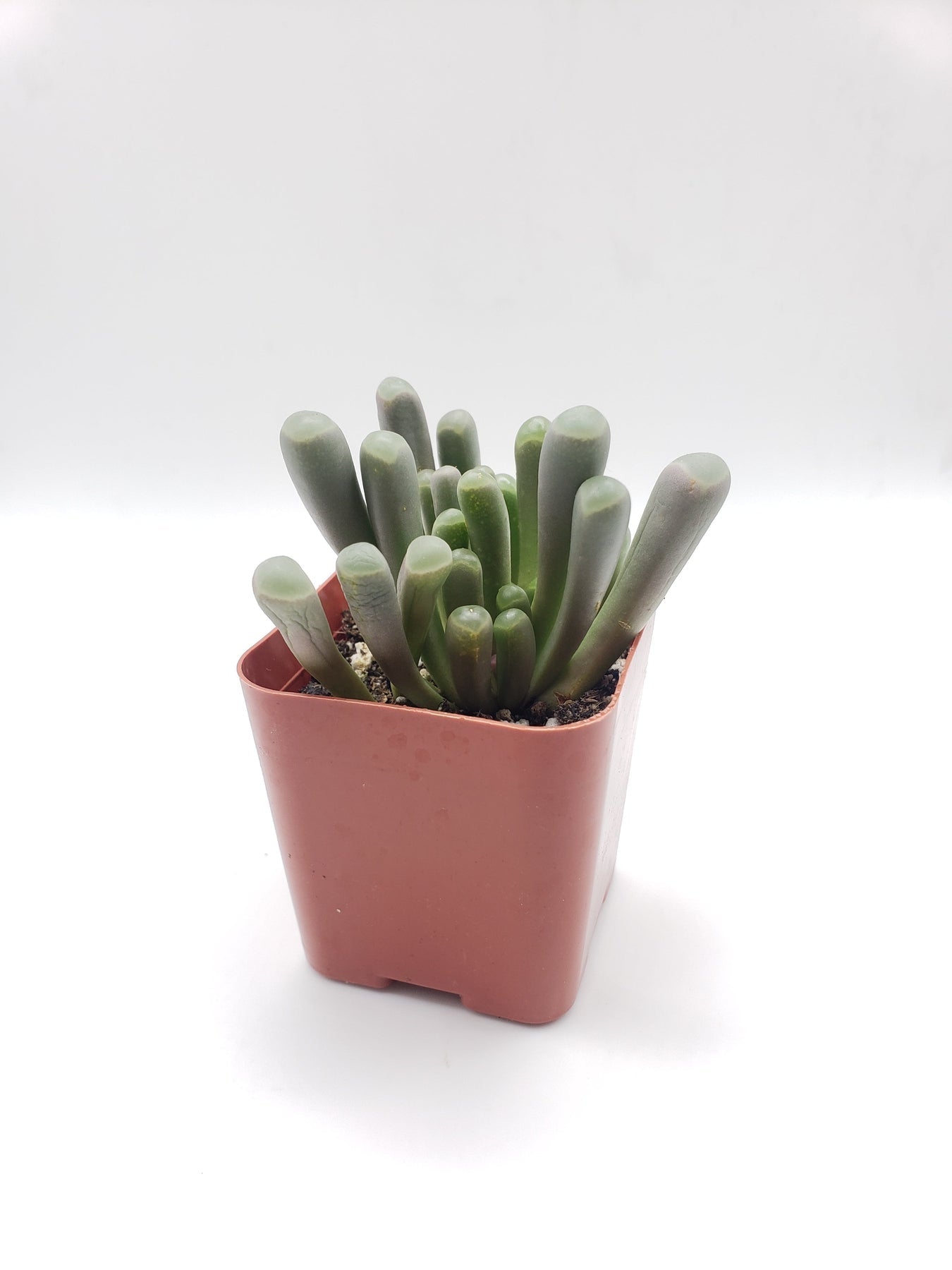 #54 Fenestraria Rhopalophylla "Baby Toes"