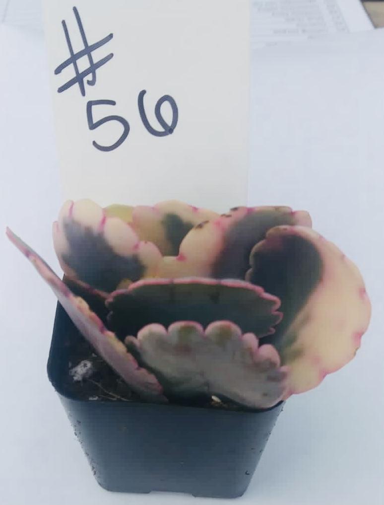 #56 Variegated Kalanchoe