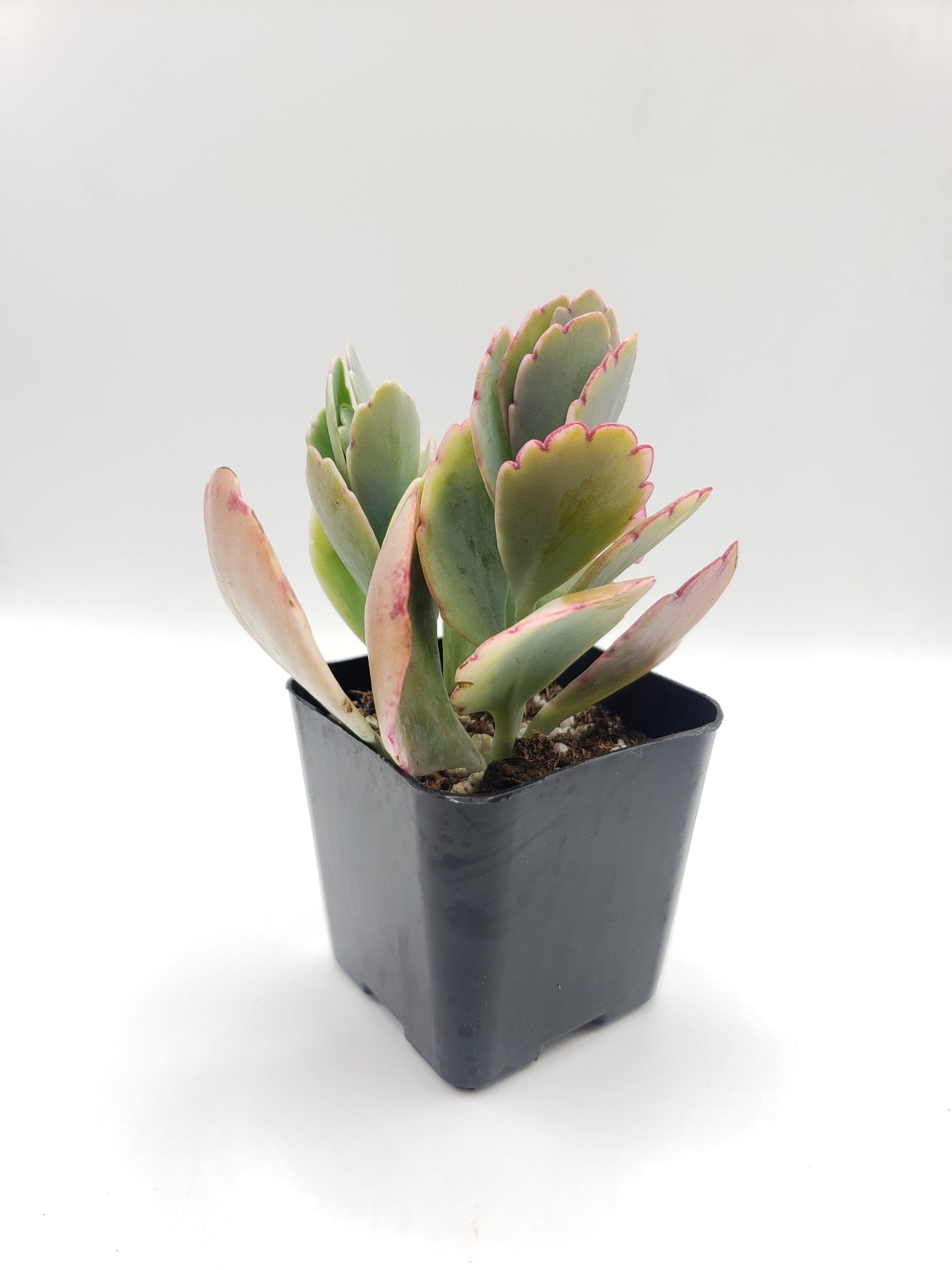 #56 Variegated Kalanchoe