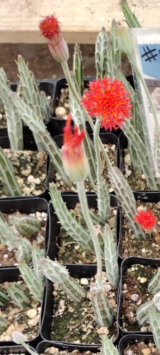 #57 Senecio Stapeliaeformis Pickle Plant 2"