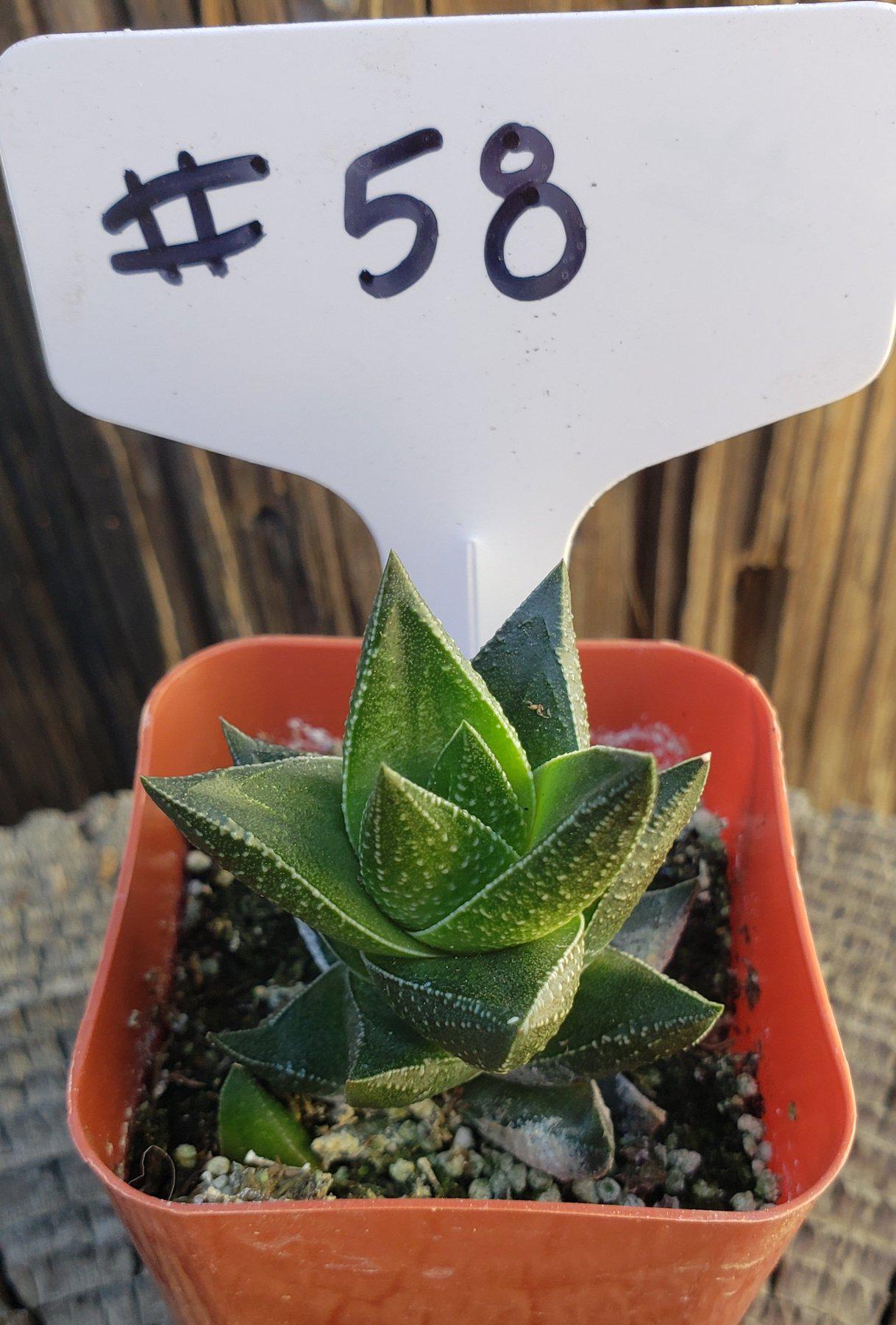 #58 Haworthia resendeana
