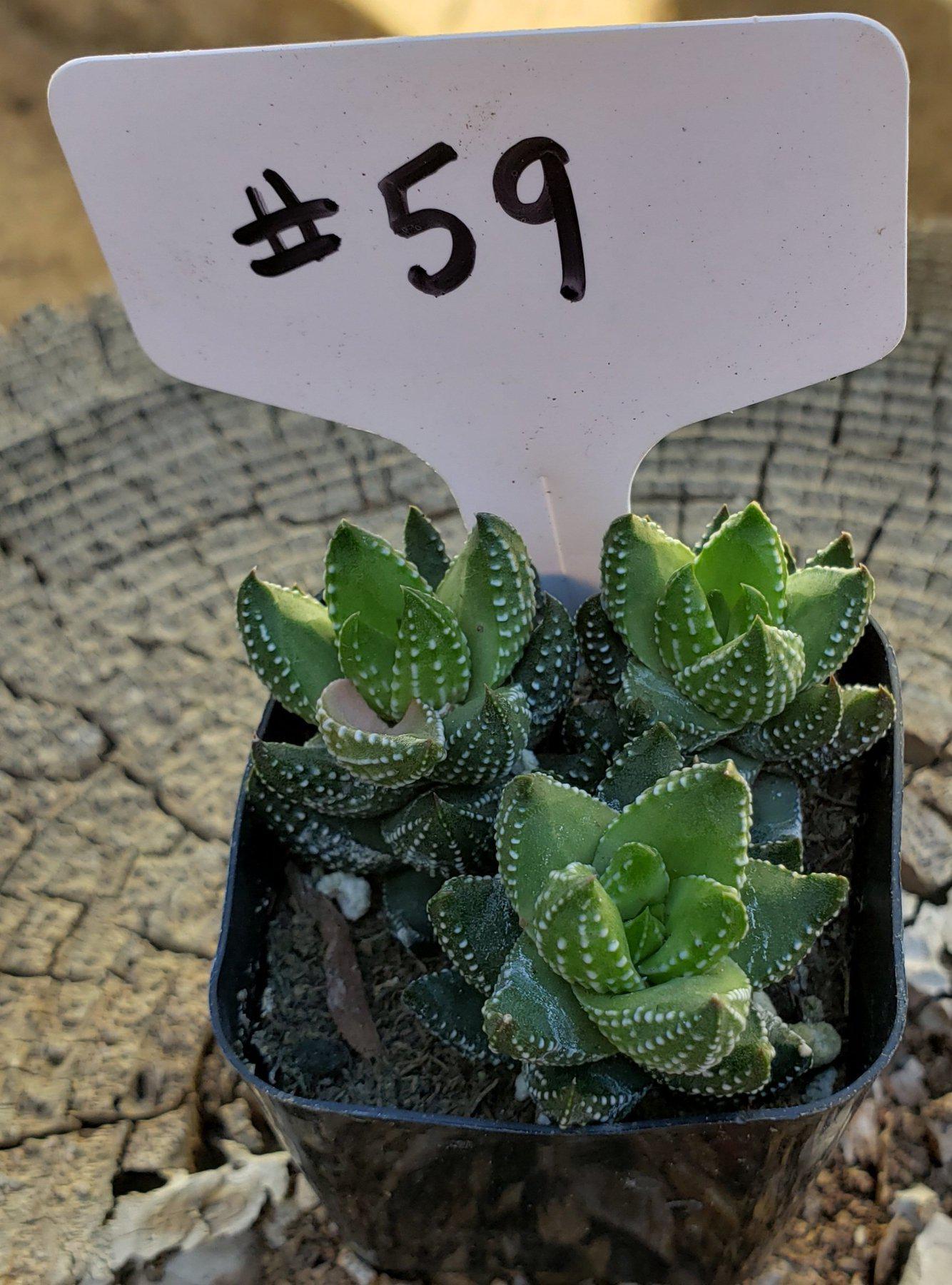 #59 Haworthia coarctata