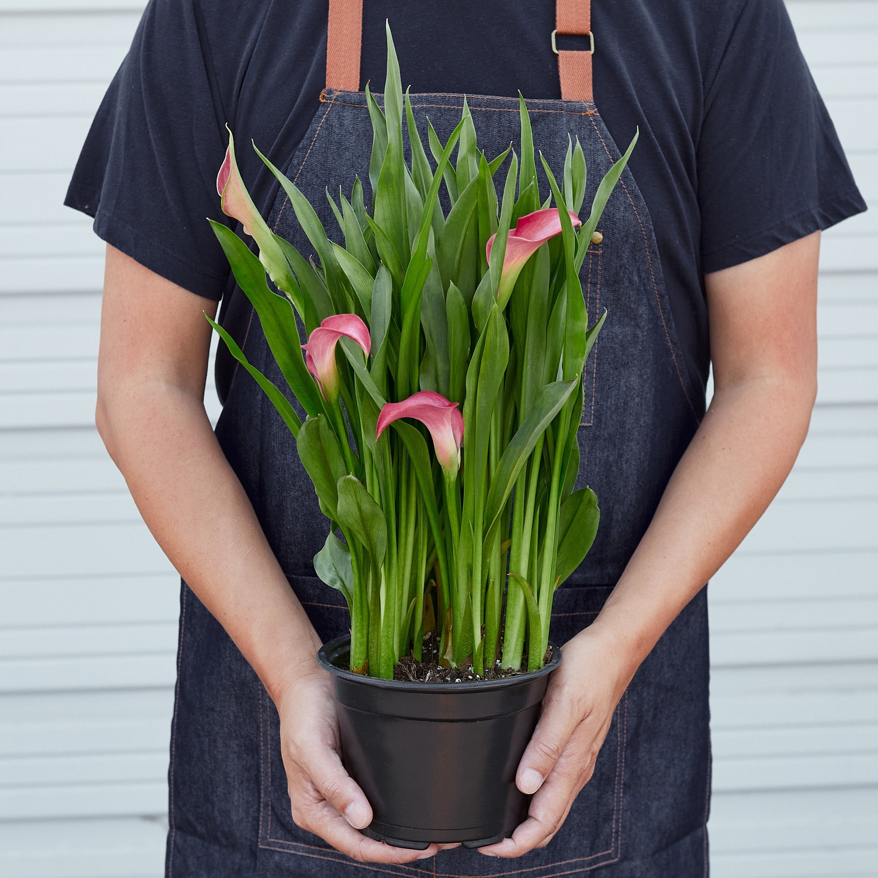 Calla Lily – Pothos