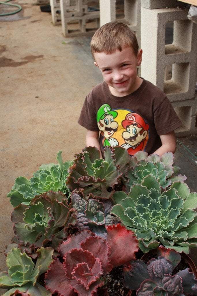 6" Echeveria Succulent Hybrid
