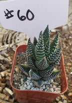 #60 Haworthia coarctata
