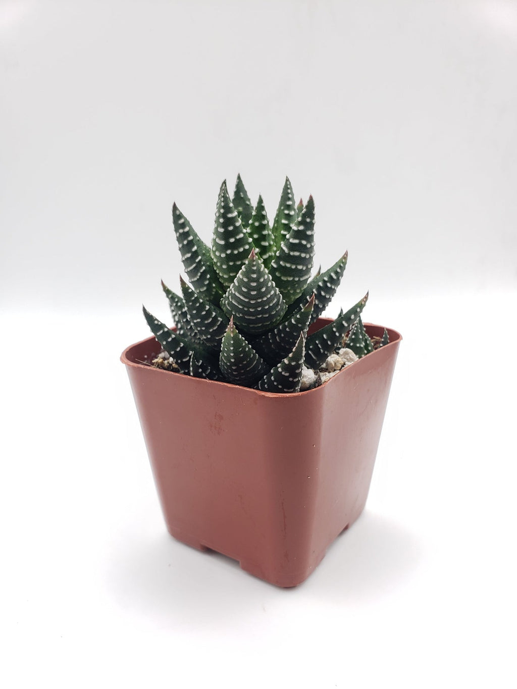 #60 Haworthia coarctata