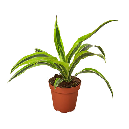 Dracaena Deremensis - Lemon Surprise