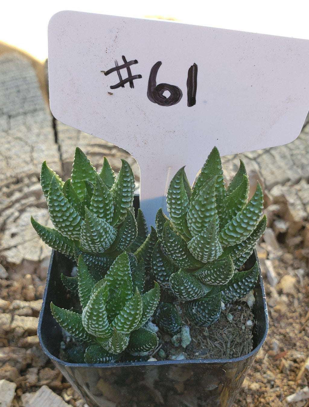 #61 Haworthia coarctata