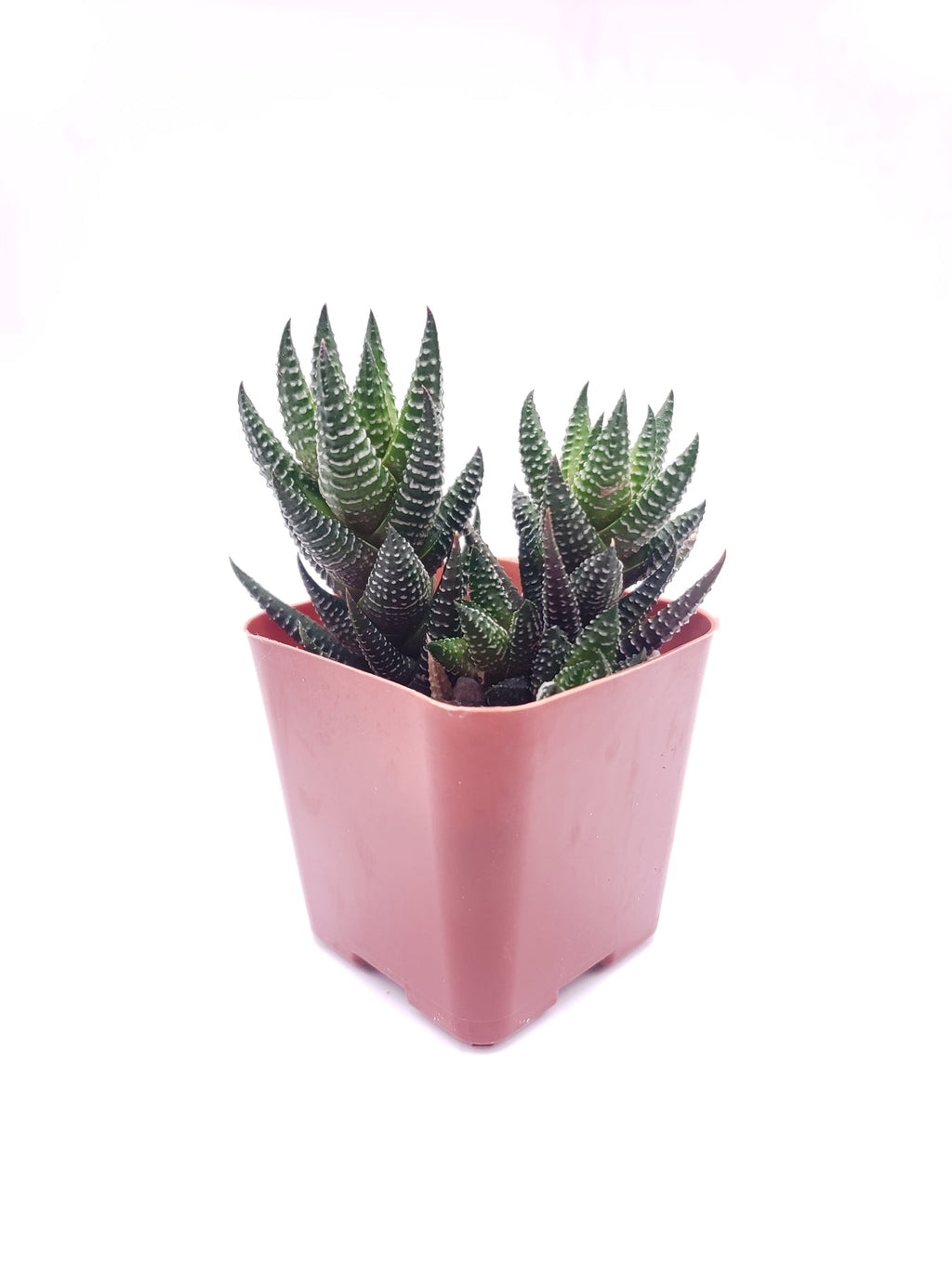 #61 Haworthia coarctata