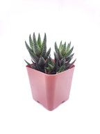 #61 Haworthia coarctata