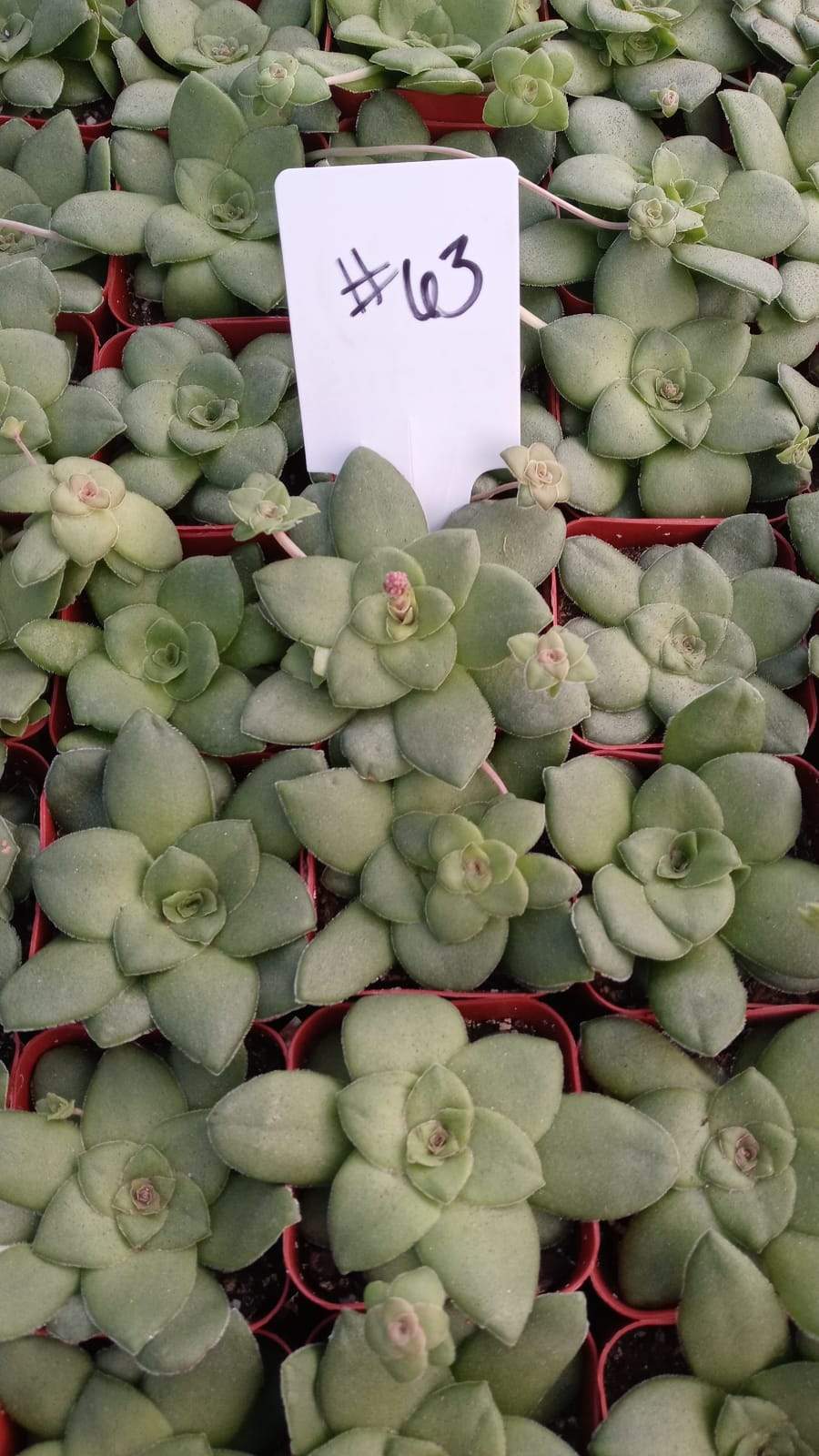 #63  Crassula orbicularis