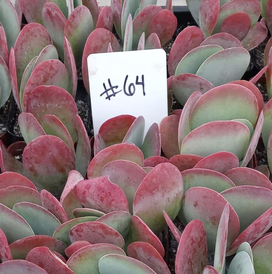 #64  Kalanchoe Thyrsiflora Flapjack