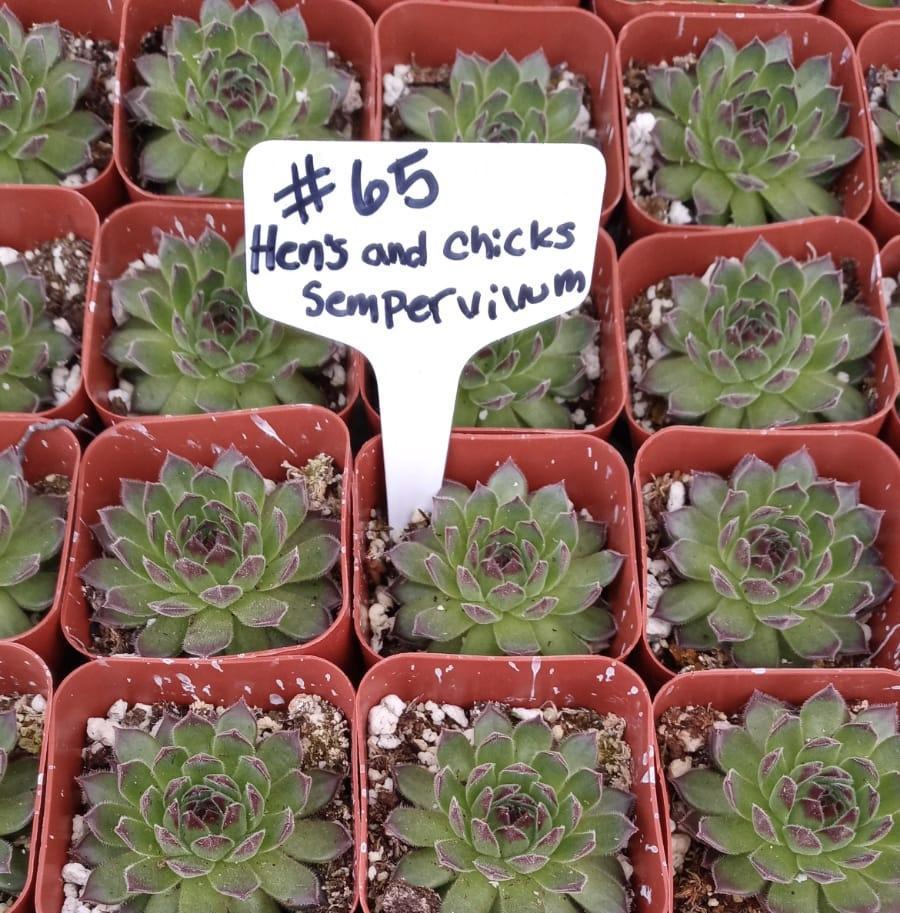 #65  Hens and Chicks - Sempervivum