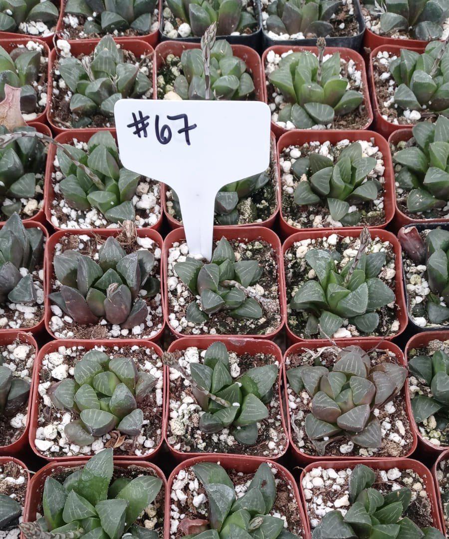 #67 Haworthia Mutica