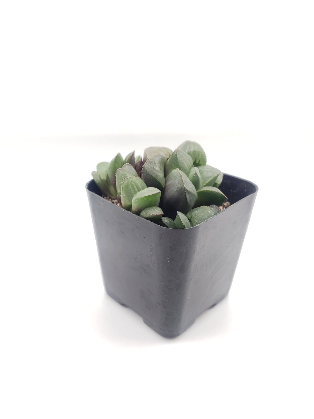 #67 Haworthia Mutica