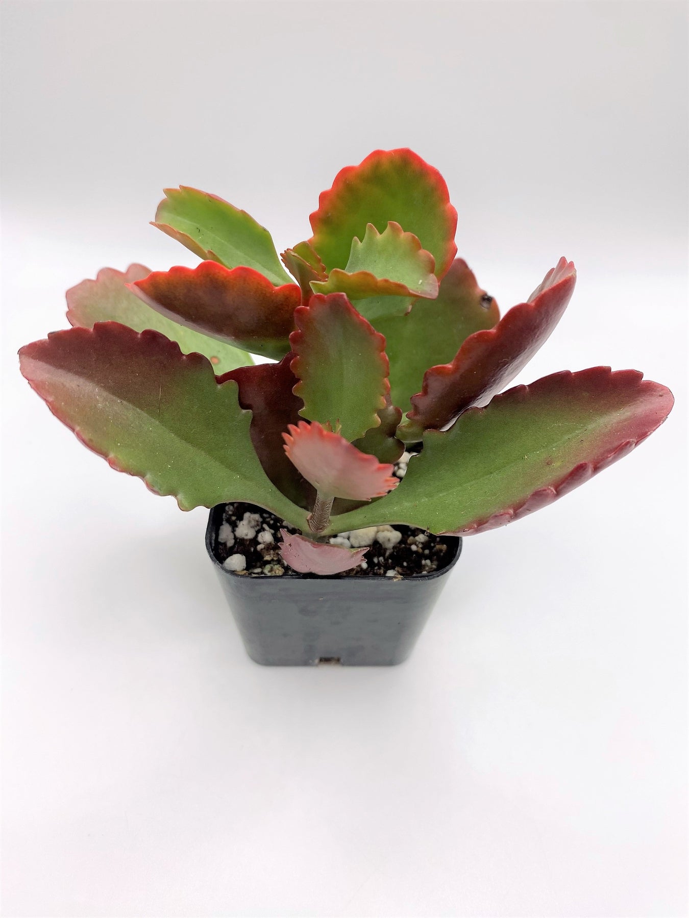 #69 Red Kalanchoe