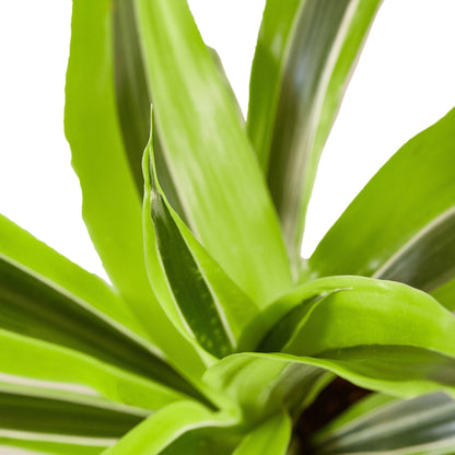 Dracaena Deremensis - Lemon Surprise