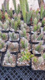 #6C Opuntia Eve's Needles 2"