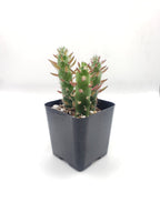 #6C Opuntia Eve's Needles 2"