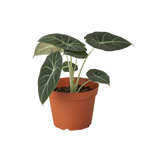 Alocasia Black Velvet - Alocasia Reginula Black Velvet