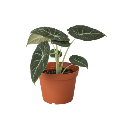 Alocasia Black Velvet - Alocasia Reginula Black Velvet