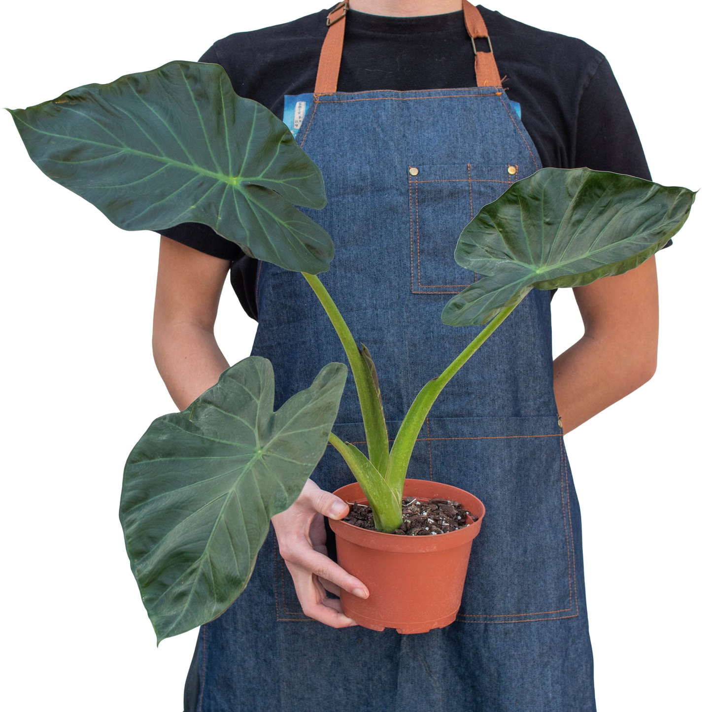 Alocasia Regal Shield - Elephant Ear